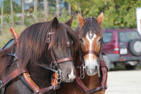 Dølahestens dag på Stav!