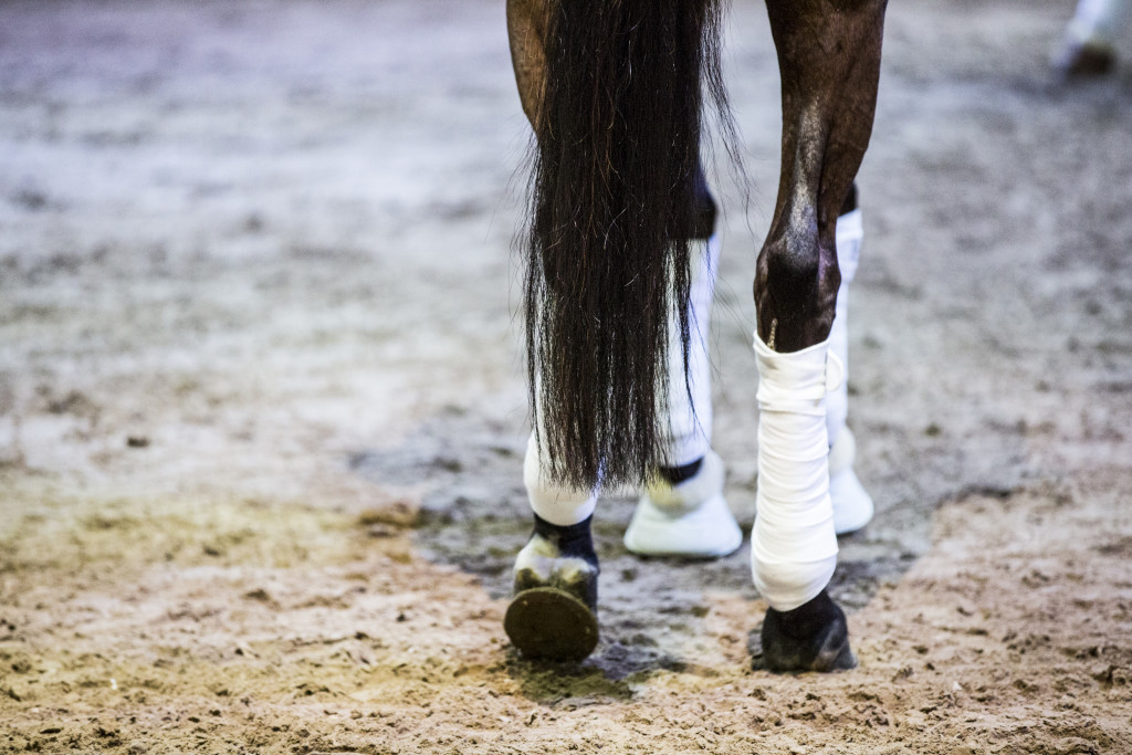 Bekreftet EHV-1 virus