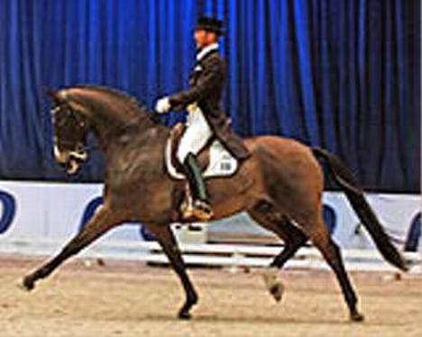 Avsluttet AEG med dressur