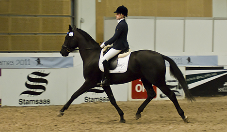 Hingstekåring, hva er vitsen?